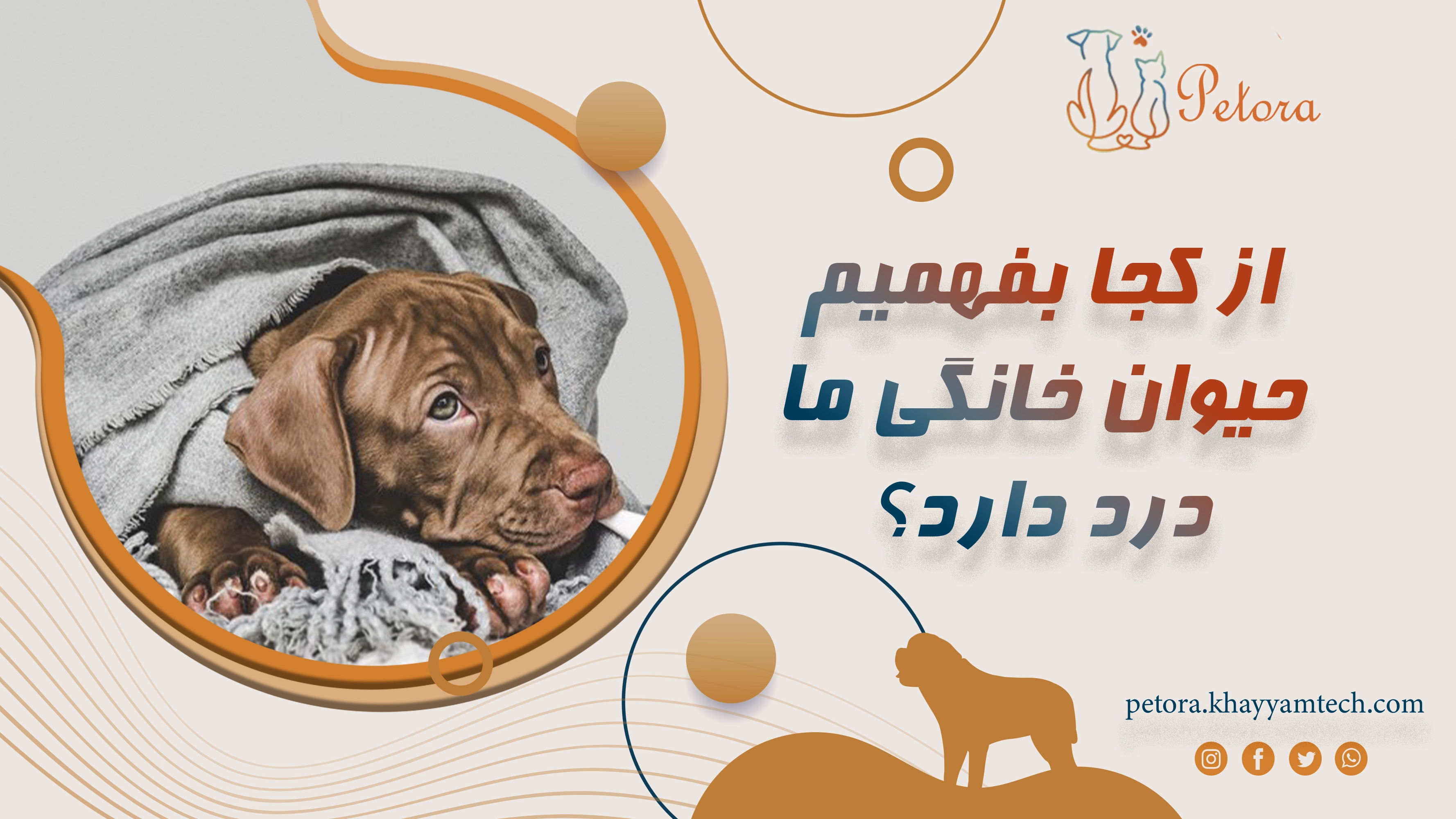 چگونه بفهمیم حیوان خانگی ما درد دارد؟