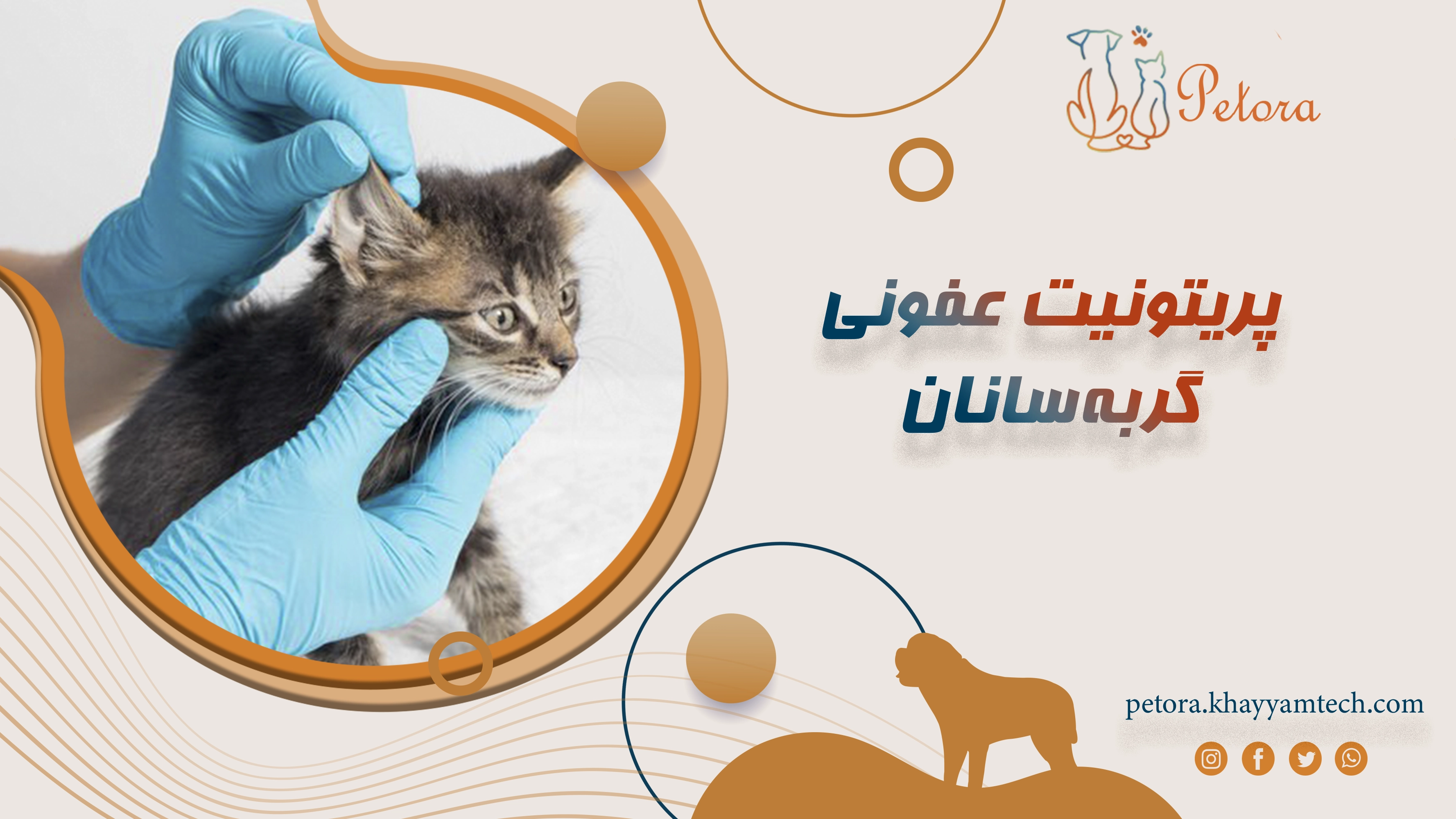 پریتونیت عفونی گربه‌سانان (FIP)
