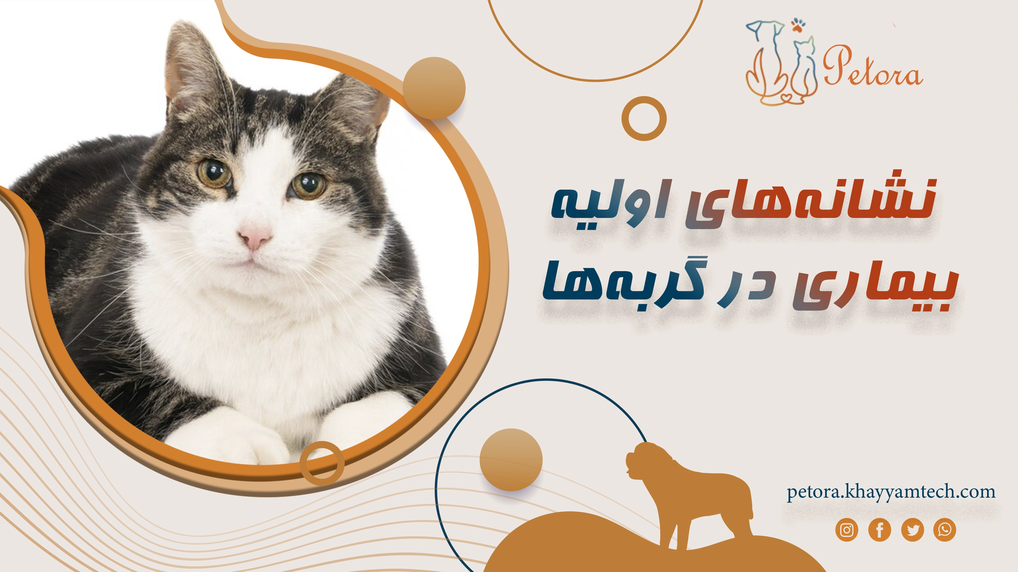 نشانه‌های اولیه بیماری در گربه‌ها: چه زمانی باید به دامپزشک مراجعه کنیم؟
