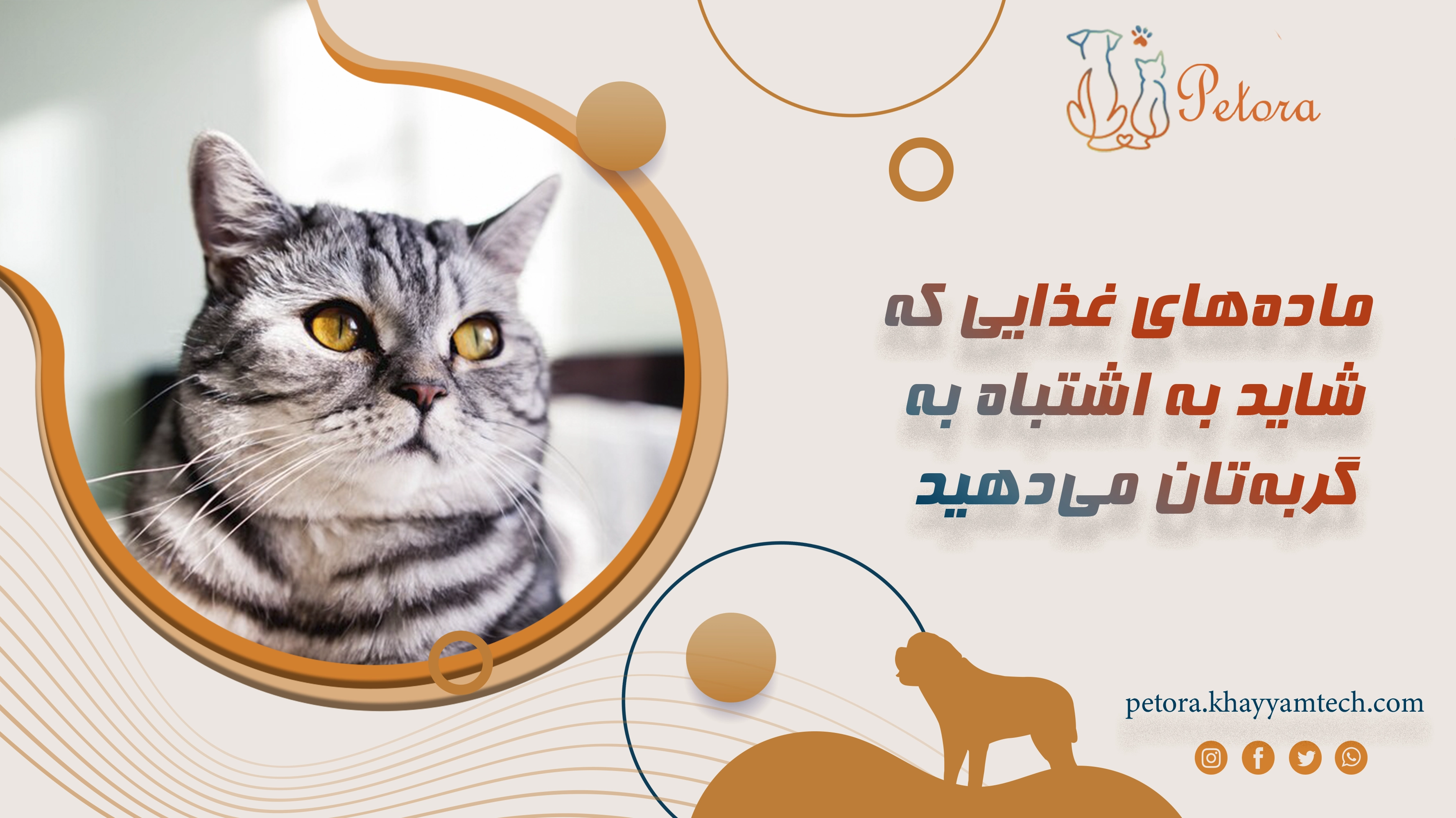 ماده‌های غذایی که شاید به اشتباه به گربه‌تان می‌دهید و ممکن است مضر باشد