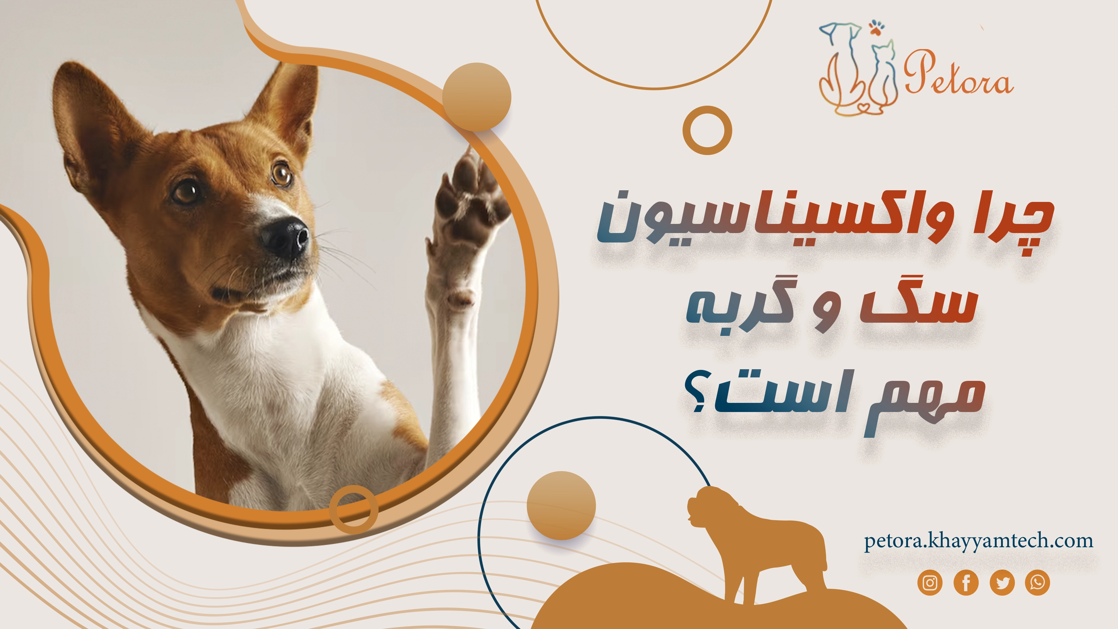 چرا واکسیناسیون سگ و گربه مهم است؟