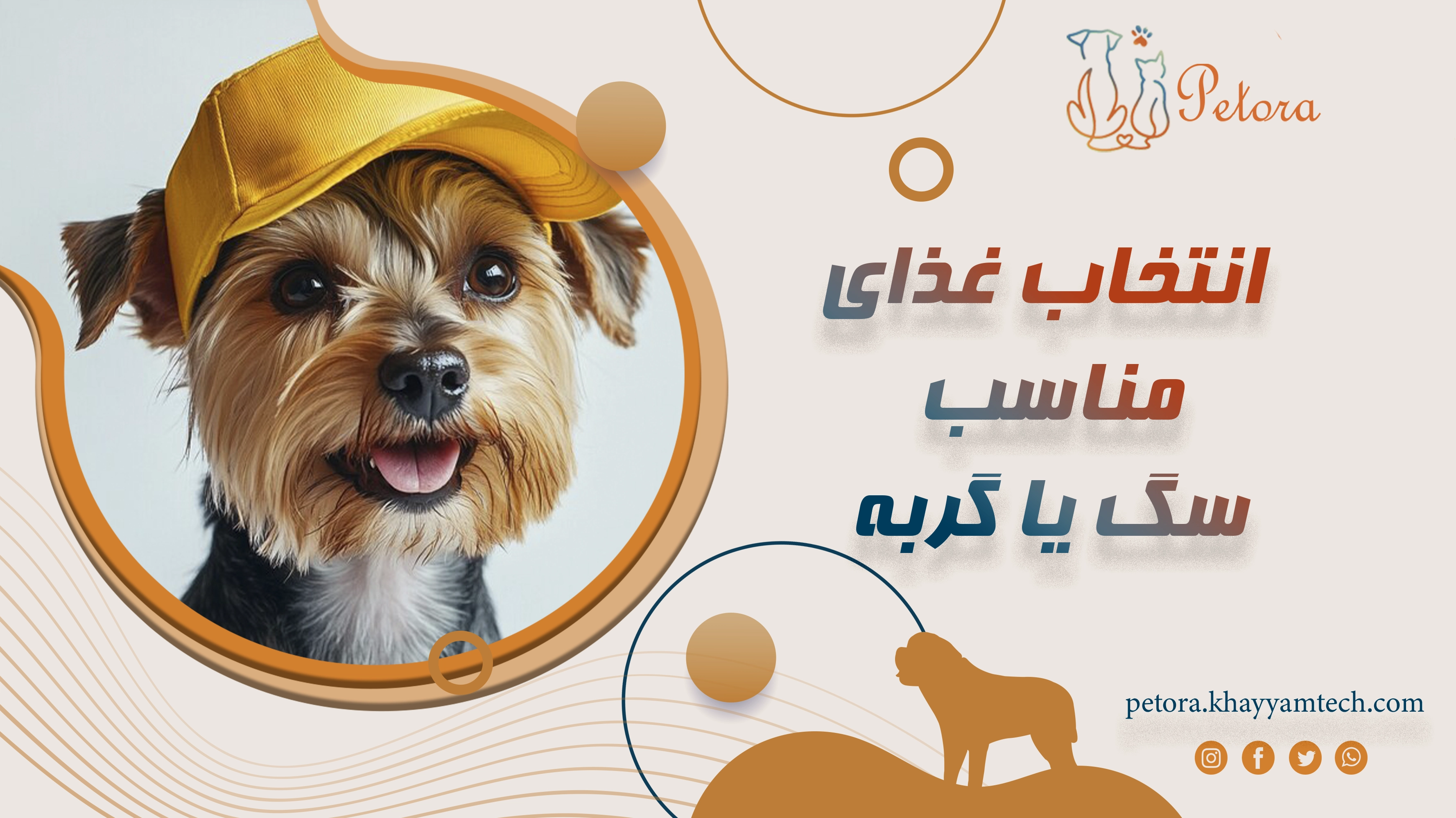 انتخاب غذای مناسب سگ یا گربه: آنچه دامپزشکان پیشنهاد می‌دهند