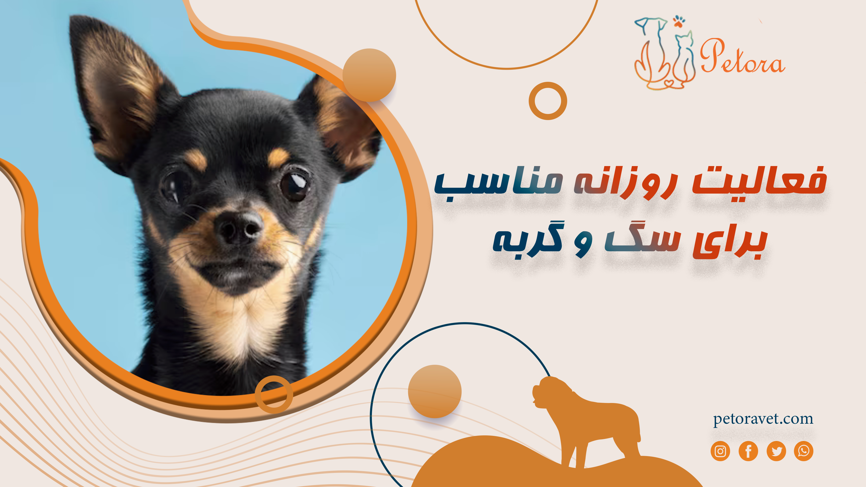 ورزش، بازی و فعالیت روزانه مناسب برای سگ و گربه + چطور انرژی‌شان را تخلیه کنیم؟