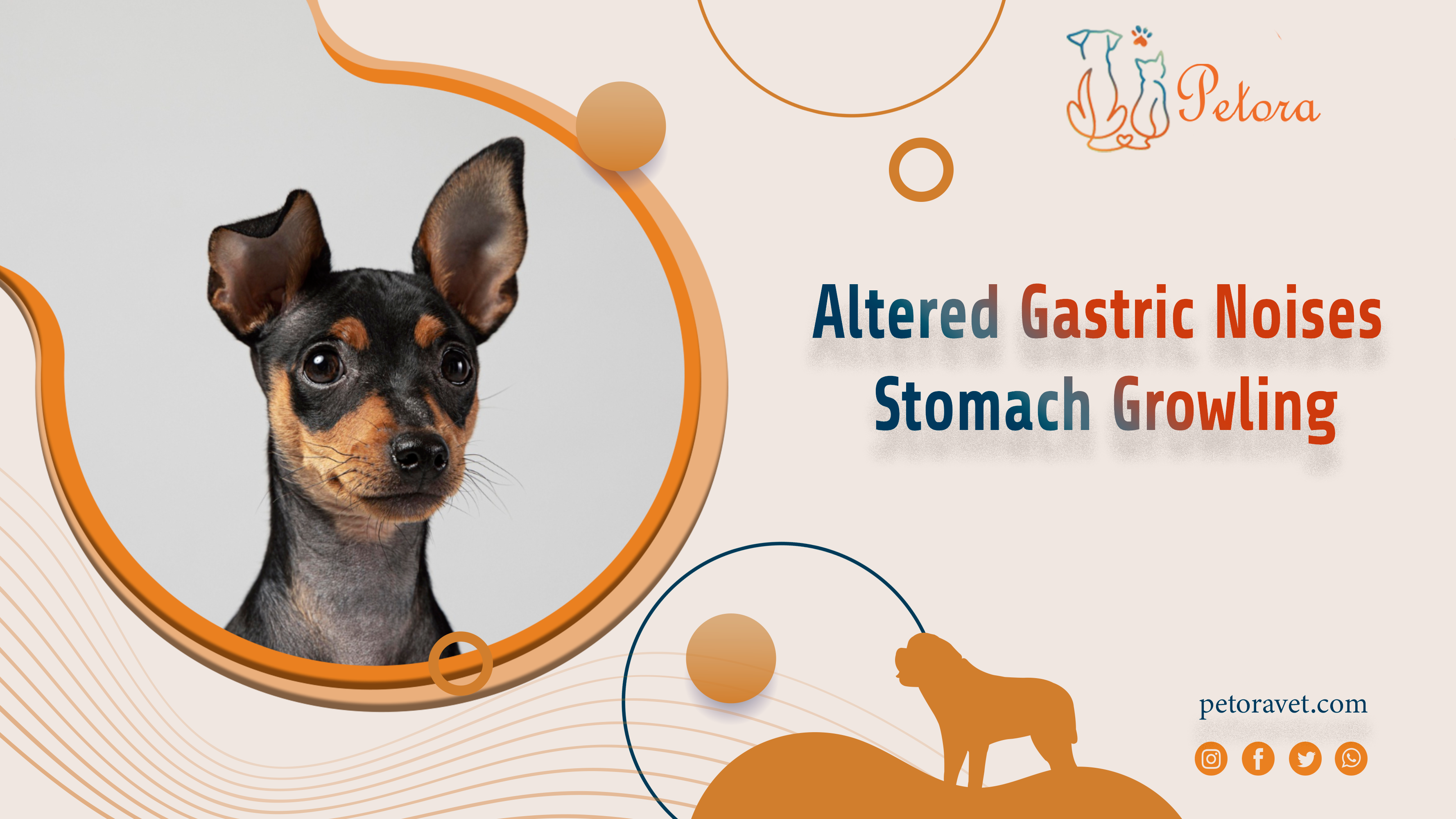 Altered Gastric Noises  Stomach Growling
